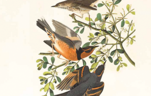 Le Réveil Des Oiseaux • Séance 1: Réveil des oiseaux Messiaen