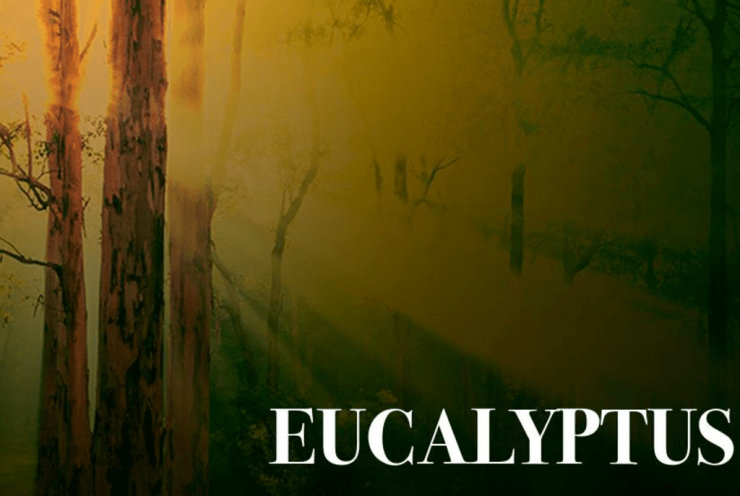 Eucalyptus Mills, Jonathan