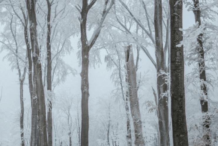 Winterreise: Winterreise, D. 911 Schubert (+1 More)