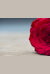 Crimson Roses: The Musica Viva Ny Commissions