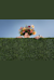Albert Herring
