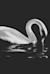 Tchaikovsky’s Swan Lake